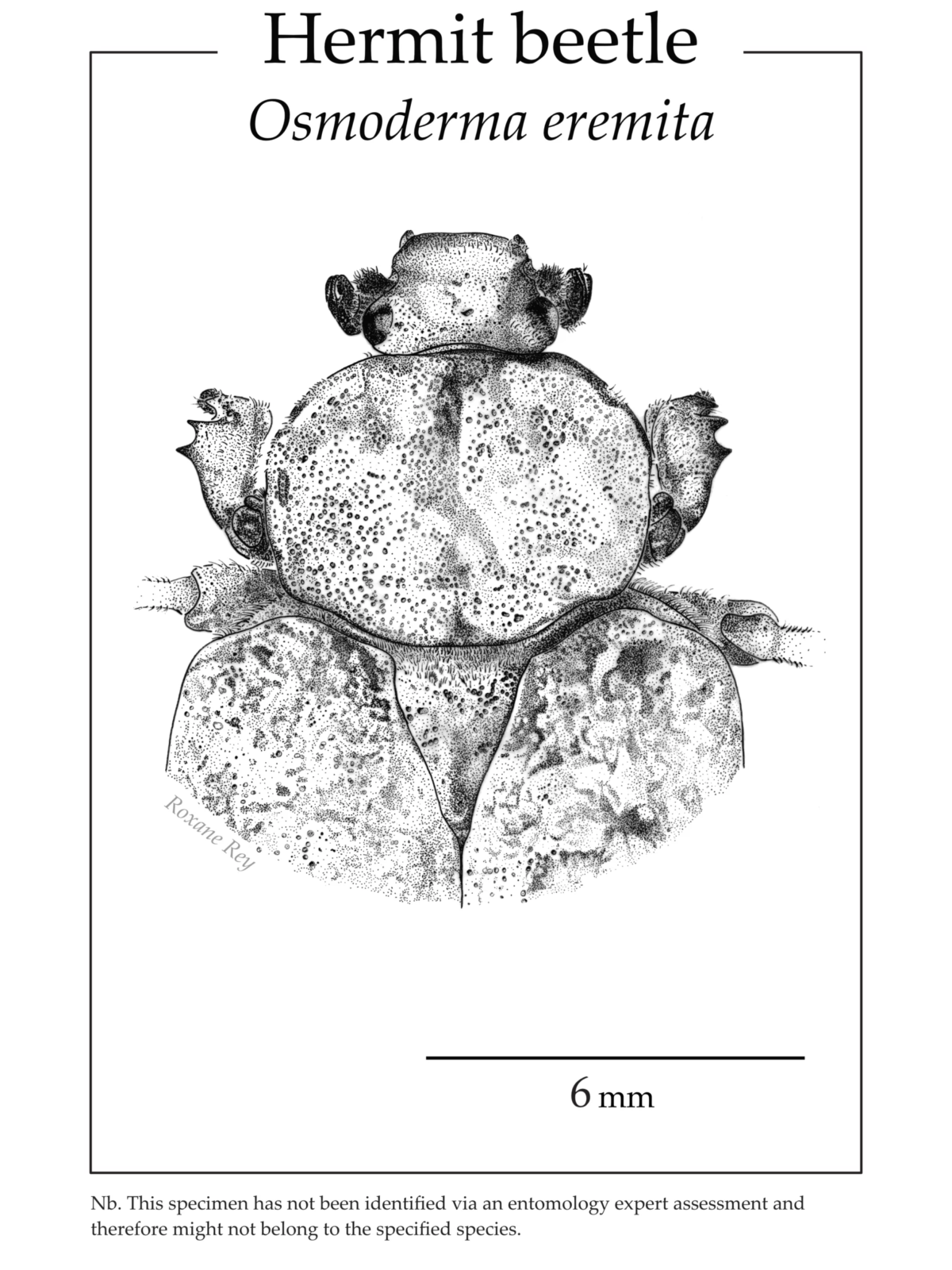 Pen and ink scientific illustration of a Hermit beetle (osmoderma eremita). Close-up. | Illustration scientifique d'un scarabée pique-prune. Gros plan
