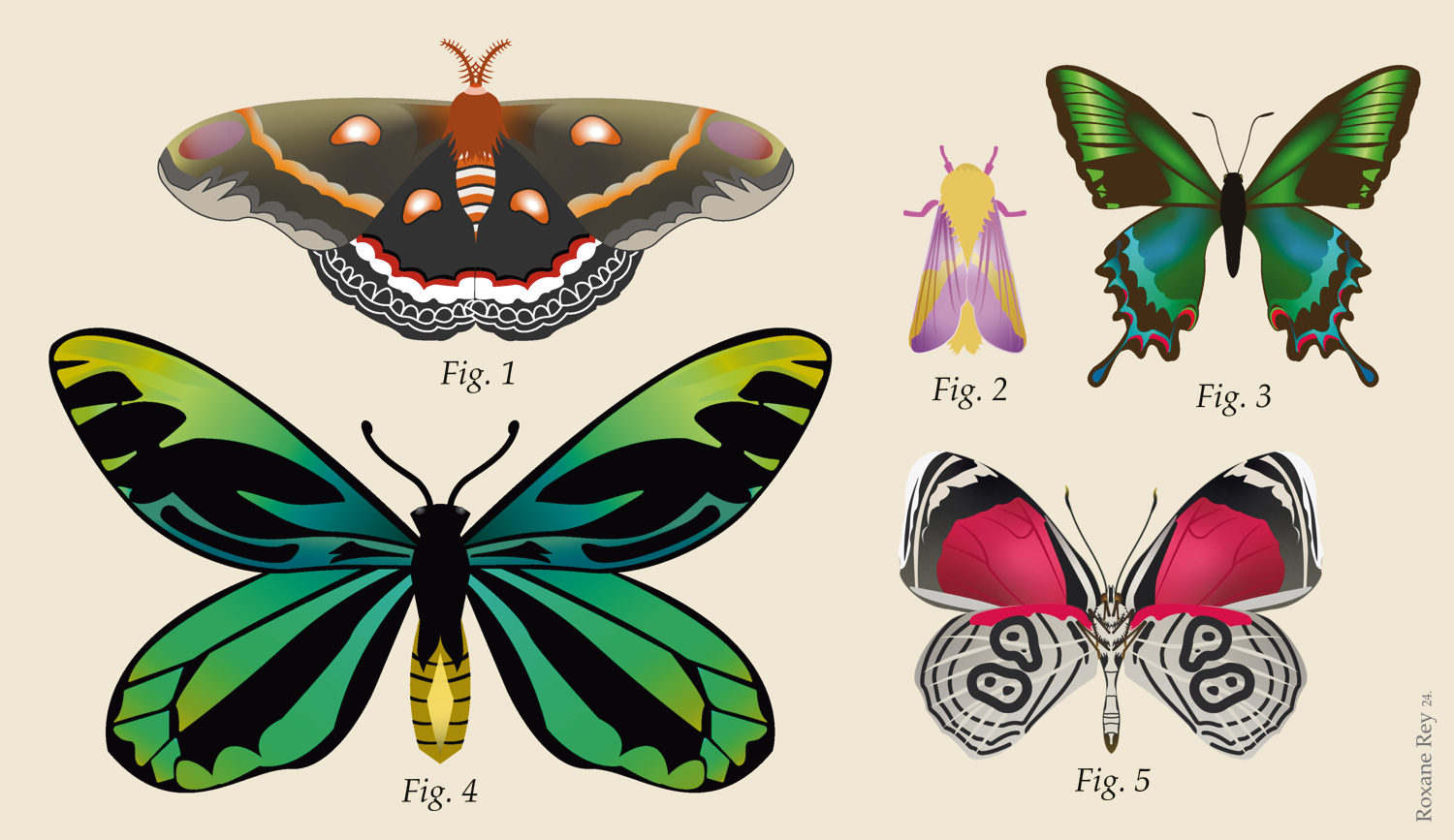 frontpage_butterflies_light_RoxaneRey24