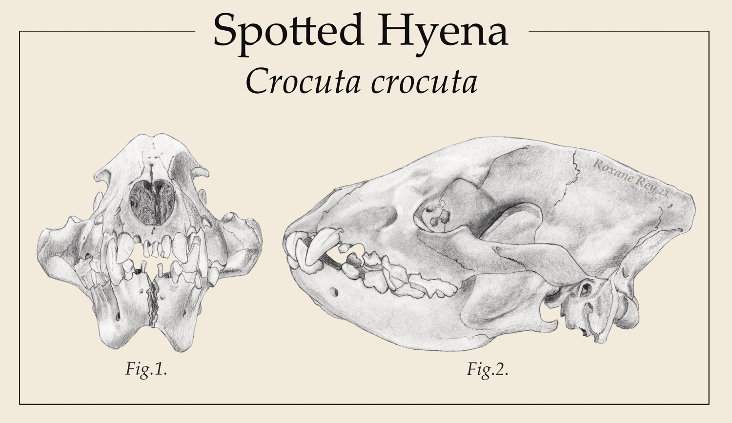 hyena_frontPage_light_RoxaneRey