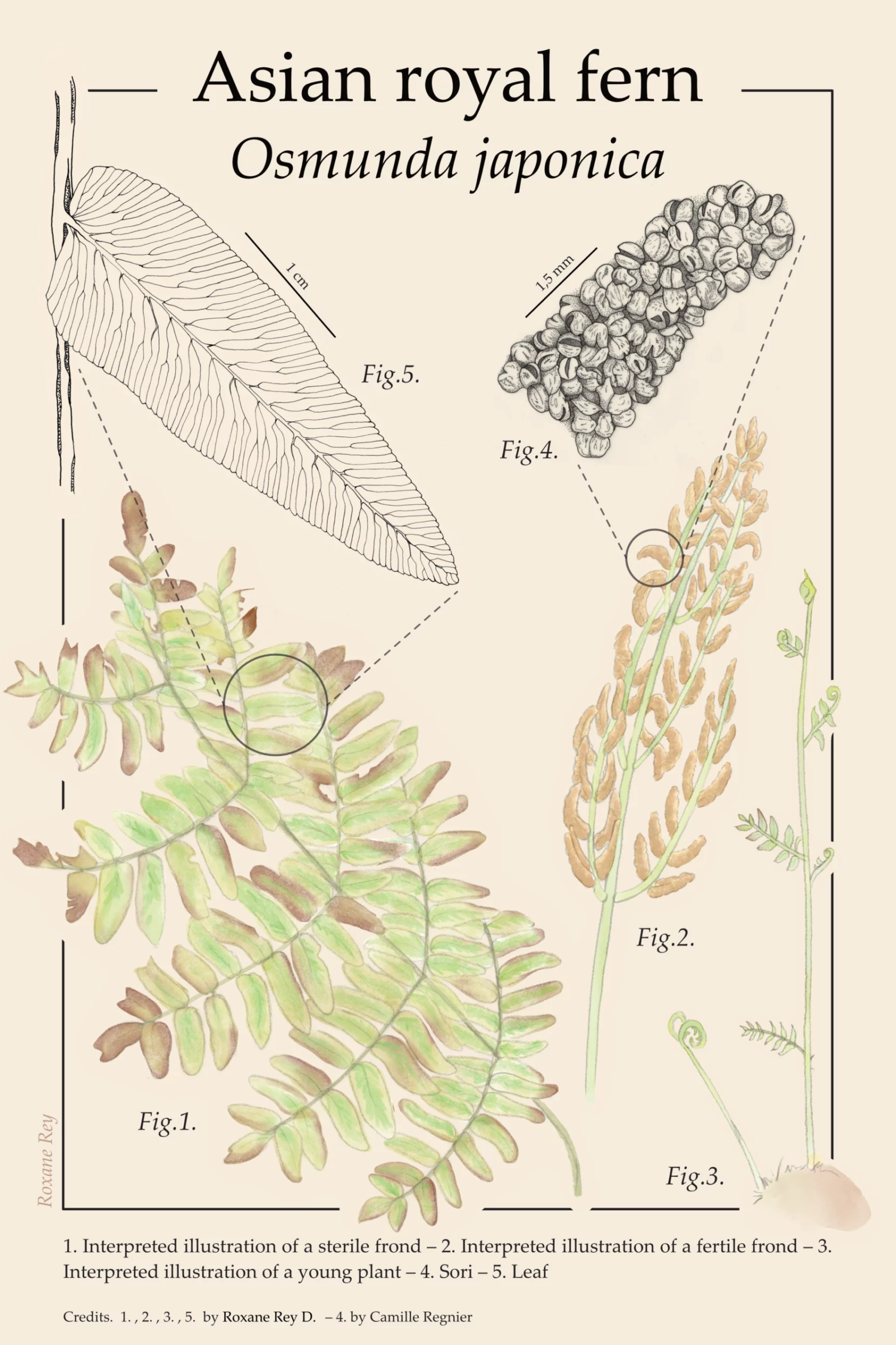 Scientific illustration of an Asian royal fern (osmunda japonica) with sori, leaf, fronds and young plant description. The background is beige and the drawings are made with ink fineliner pens and digital watercolor style | By Roxane Rey and Camille Regnier | Planche scientifique d'une fougère Osmonde du Japon (Osmunda Japonica) avec la description des sores, feuilles, frondes et jeunes plantes. Les dessins sont faits au feutre fin permanent et à la peinture numérique style aquarelle. Le tout sur un fond beige encadré. Par Roxane Rey Debord et Camille Regnier