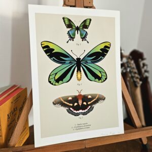 Print Planche de papillons