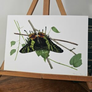 Print Uranie de Madagascar